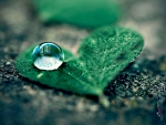 A DROP UPOND A HEART