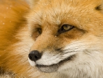 CLOSE UP OF A RED FOX