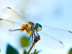 MACRO OF A DRAGONFLY