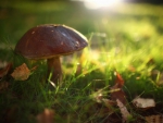 SUNSHINE ON A MUSHROOM