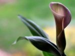 CALLA FLOWER