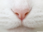 CLOSE UP OF A NOSE