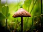 MACRO MUSHROOM
