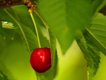 CHERRY ON ITS TREE