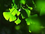 MACRO GREEN LEAVES