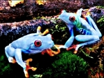 TWO BLUE FROGS