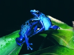 COOL BLUE FROGS - POISON