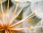 MACRO OF A DANDELION HEAD