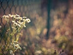 FIELD FLOWERS THROUGH THE FENCE