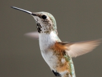 HUMMINGBIRD FLYING