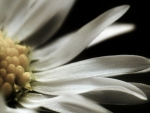 MACRO OF A WHITE FLOWER