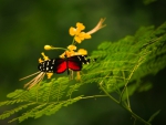 BUTTERFLY ON A FERN