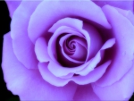 Dreamy Lavender Rose