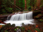 Forest Waterfall