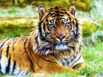Siamese Tiger