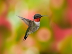 HUMMINGBIRD BOKEH