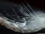DROP ON A FEATHER