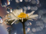 DAISY IN THE RAIN