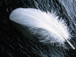 WHITE FEATHER ON WOOD