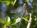 DRAGONFLY IN NATURE