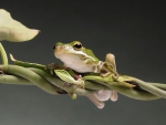 FROG ON A VINE