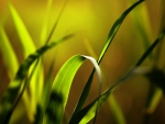 SUNSHINE ON GRASS LEAVES