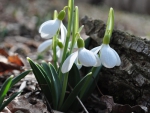 MACRO OF SNOWDROPS