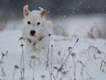 Dog Leaping In Snow