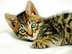 Brown Tabby Kitten