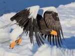 Sea Eagle