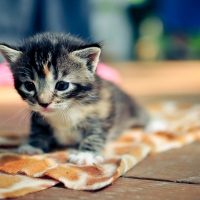 Gray Striped Kitten