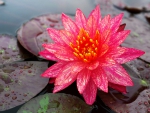 Water Lily
