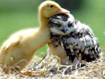 DUCKLET & FRIEND OWL