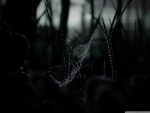 DEW ON A SPIDERS WEB