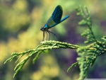 BLUE DRAGONFLY