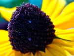 BLACK EYED SUSAN