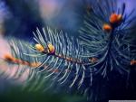 FIR TREE BRANCH MACRO