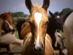 A Foal