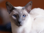 Pretty Blue Eyed Silver Cat