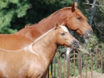 2 Horses Eating