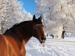 Brown Horse in Snow
