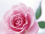 beautiful pink rose