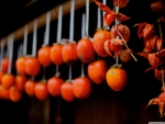 Drying Persimmons