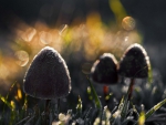 MUSHROOMS INTO TWILIGHT