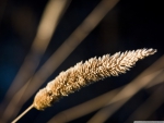 GRASS SPIKELETS