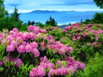Mountain rhododendrons