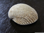 CONCHIGLIA SHELL