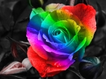 Rose of many colors