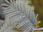 FROZEN FEATHER-LIKE LEAF