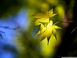 SUNLIGHT ON YELLOW LEAVES
